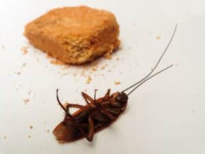 Cucaracha muerta cerca de comida