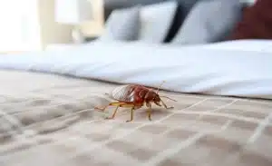 chinche en la cama encima sabana