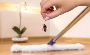 plaga de insectos en hogares de parla