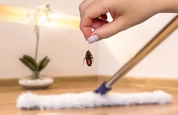 plaga de insectos en hogares de parla