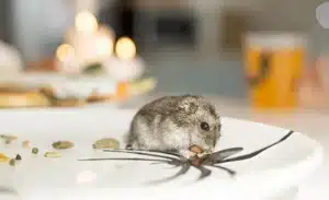 visita plagas ratones comiendo tu comida