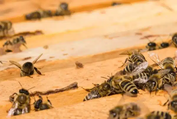 Avispas y abejas: diferencias, peligros y retirada segura de nidos en Parla