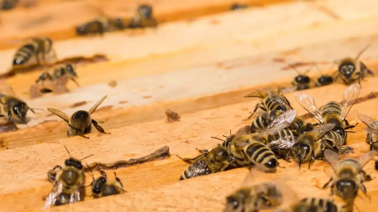 Avispas y abejas: diferencias, peligros y retirada segura de nidos en Parla