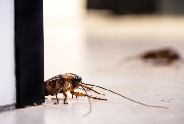 ¿Cucarachas en casa? Todo lo que necesitas saber