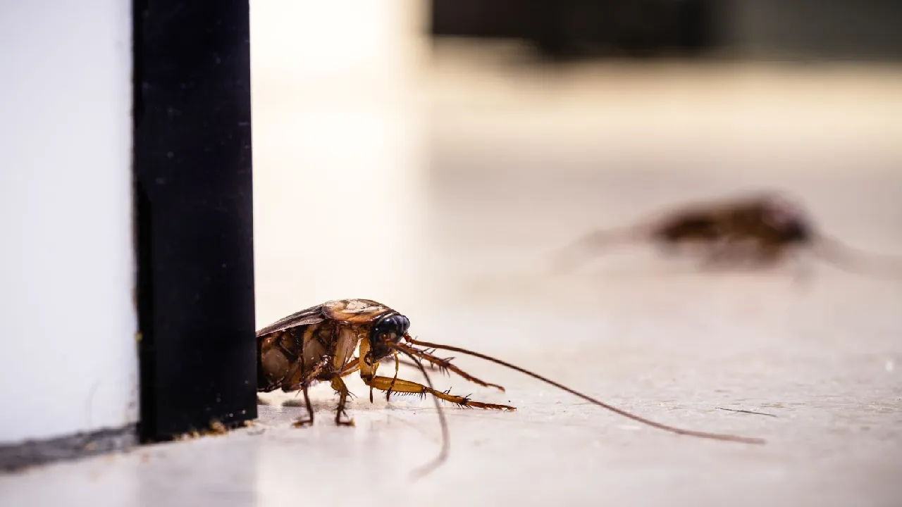 ¿Cucarachas en casa? Todo lo que necesitas saber