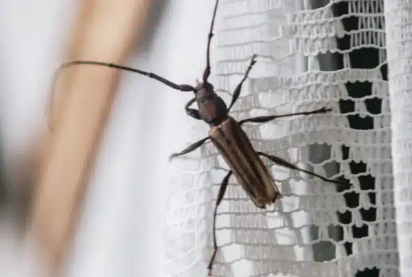 Insectos en primavera y verano: las plagas más activas en Parla y cómo proteger tu hogar