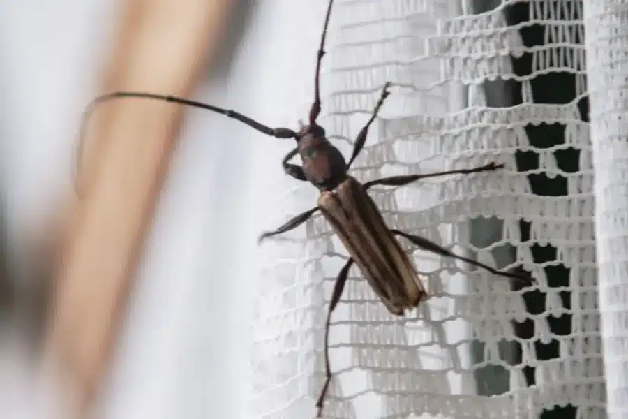 Insectos en primavera y verano: las plagas más activas en Parla y cómo proteger tu hogar