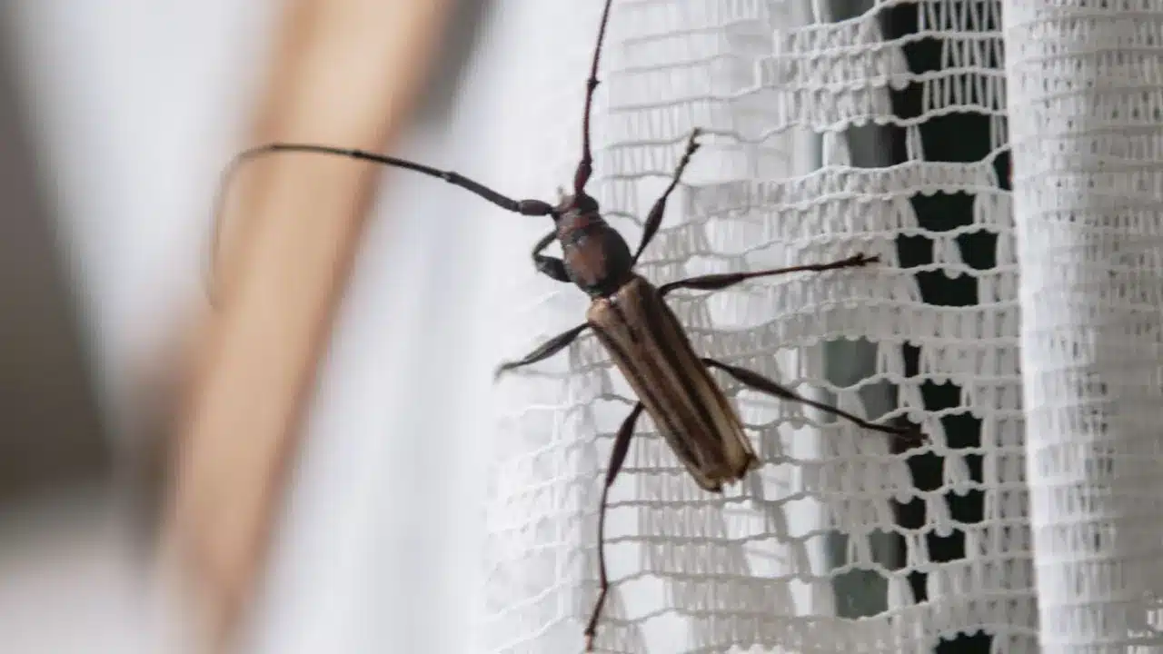 Insectos en primavera y verano: las plagas más activas en Parla y cómo proteger tu hogar
