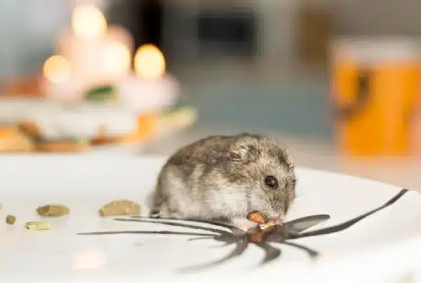 Ratas y ratones en Parla: cuando el problema va más allá del susto