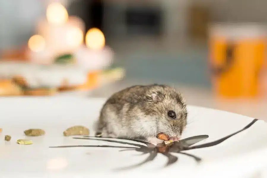 Ratas y ratones en Parla: cuando el problema va más allá del susto